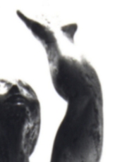 Espoir Detail